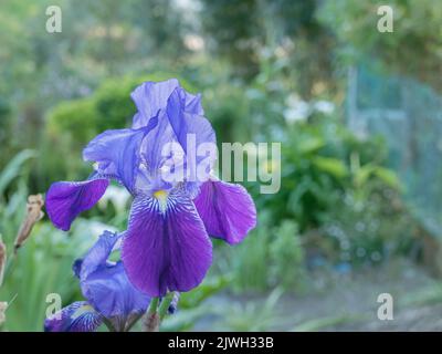 Wilde Lilienblumen Nahaufnahme mit unscharf Outdoor Obstgarten im Hintergrund Stockfoto