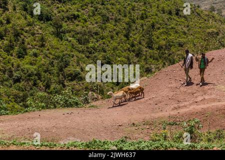 LALIBELA, ÄTHIOPIEN - 30. MÄRZ 2019: Schafhirten in der Nähe von Lalibela, Äthiopien Stockfoto