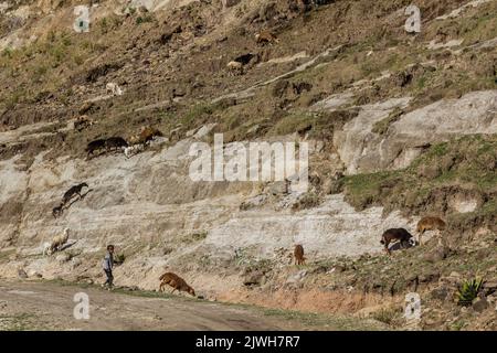 LALIBELA, ÄTHIOPIEN - 30. MÄRZ 2019: Junge mit einer Herde Schafe in der Nähe von Lalibela, Äthiopien Stockfoto