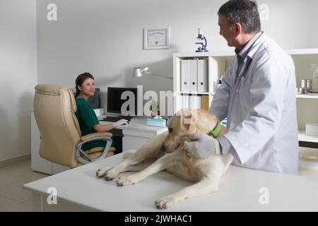 Tierarzt untersucht labrador Retriever Hund, wenn Krankenschwester Füllung medizinische Karte auf Computer im Hintergrund Stockfoto