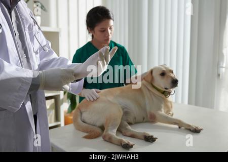 Tierarzt trägt Silikonhandschuhe vor der Untersuchung und Palpieren Hund während der jährlichen Check-up Stockfoto
