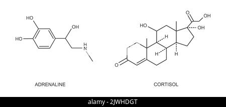 Cortisol und Adrenalin umreißen Symbole. Stressbedingte Hormone, die von den Nebennieren produziert werden. Hydrocortison und Epinephrin molekulare Struktur isoliert auf weißem Hintergrund. Vektorgrafik Stock Vektor