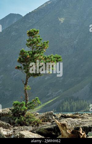 Katunsky Reserve, Russland. 04. August 2022. Sibirische Zeder auf dem Shumy des Multa-Flusses im Altai-Gebirge. Nur vier Flugstunden von Moskau entfernt, befinden Sie sich in einer völlig anderen Welt: Der Welt majestätischer junger Berge, breiter grüner Hügeltäler, Zedernwälder, turbulenter Flüsse und Gletscherseen. Altai! (Foto von Mihail Siergiejevicz/SOPA Images/Sipa USA) Quelle: SIPA USA/Alamy Live News Stockfoto