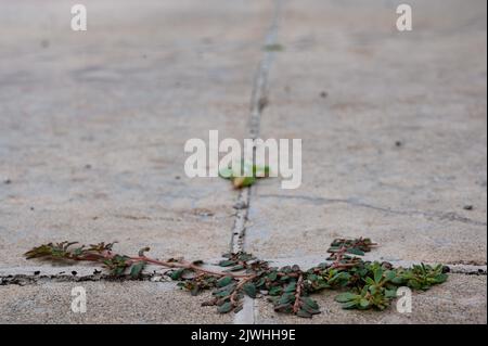 Pursloganes Unkraut, das durch einen Riss und eine Fuge zwischen zwei Betonplatten wächst. Stockfoto