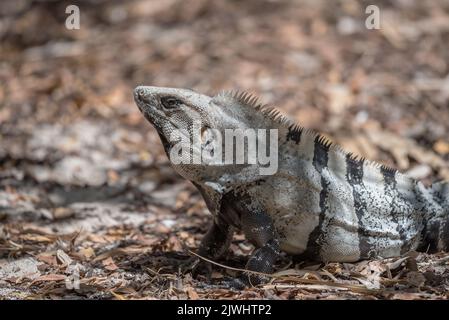 Mexikanischer Leguan, der auf einem Felsen in Tulum, Mexiko, ruht Stockfoto