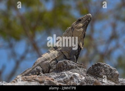 Mexikanischer Leguan, der auf einem Felsen in Tulum, Mexiko, ruht Stockfoto