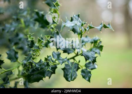 Nahaufnahme der stacheligen Blätter der Stechbuschpflanze mit verschwommenem Hintergrund in einer ländlichen Gegend auf dem Land in England Stockfoto