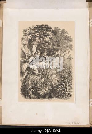 In einem Regenwald. Bachman, Wilhelm (Moskwa ; Zakład litograficzny ; fl. Ca 1850-1870), Lithografie-atelie, E A S (litograf rosyjski ; fl. Ca 1850-1870), Grafiker Stockfoto