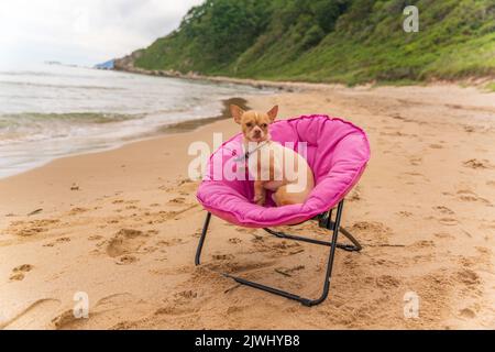 Russian Toy Terrier Hund sitzt auf einer rosa Sonnenliege am Meer.Hochwertiges Foto Stockfoto