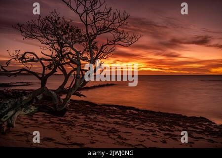 Einsamer Baum, der aufgrund von Erosion isoliert am Strand zurückgelassen wurde, Nanuya Lai Lai Island, Yasaw Islands, Fiji Stockfoto