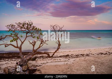 Einsamer Baum, der aufgrund von Erosion isoliert am Strand zurückgelassen wurde, Nanuya Lai Lai Island, Yasaw Islands, Fiji Stockfoto