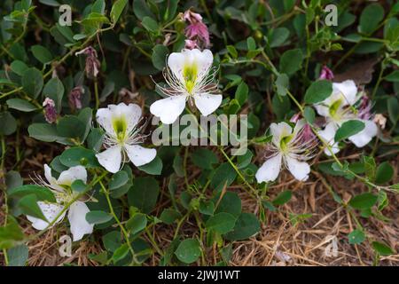 Capparis spinosa blüht im Garten Stockfoto