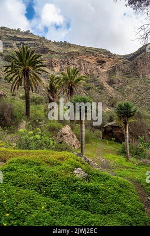 Vulkanische Landschaft des Krater Caldera de Bandama mit kreisförmigem Wanderweg. Gran Canaria, Spanien in Europa Stockfoto