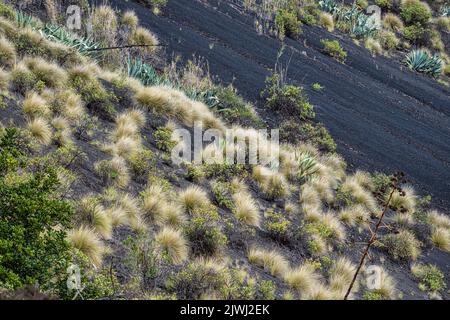 Vulkanische Landschaft des Krater Caldera de Bandama mit kreisförmigem Wanderweg. Gran Canaria, Spanien in Europa Stockfoto