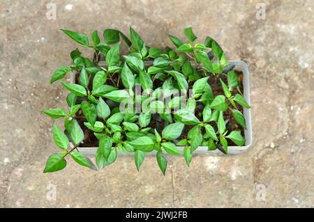 Sämlinge von lila Chilischoten in Kunststoffbehältern Stockfoto