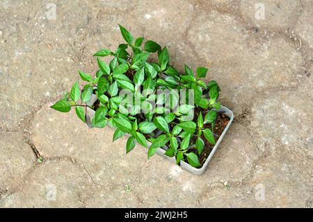 Sämlinge von lila Chilischoten in Kunststoffbehältern Stockfoto