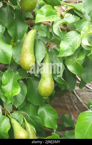 Birnen, die auf einem espalier ausgebildeten Baum wachsen, an einer Wand in einem Garten, Herefordshire, England Stockfoto