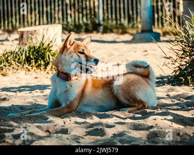 Shiba Inu spielt auf dem Hundespielplatz im Park. Netter Hund von shiba Inu Rasse Wandern in der Natur im Sommer. Wandern draußen. Stockfoto