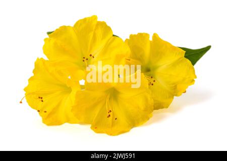 Gelbe vier-Uhr-Blumen isoliert auf weißem Hintergrund Stockfoto