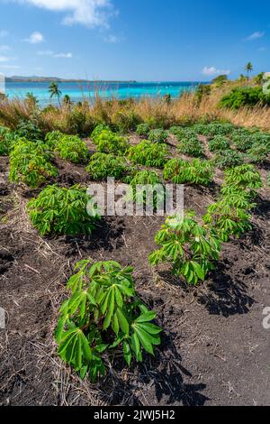 Kleines Familiengrundstück von Cassava-Pflanzen auf Hanglage, Yasawa-Inseln, Fidschi Stockfoto