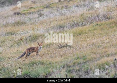 Rotfuchsmännchen beim Blick auf die Kamera in den wilden Alpen (Vulpes vulpes) Stockfoto