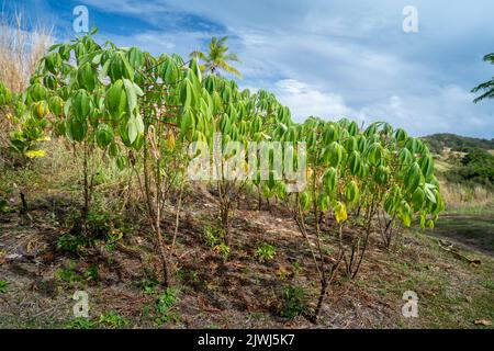 Kleines Familiengrundstück von Cassava-Pflanzen auf Hanglage, Yasawa-Inseln, Fidschi Stockfoto