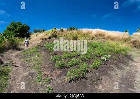 Kleines Familiengrundstück von Cassava-Pflanzen auf Hanglage, Yasawa-Inseln, Fidschi Stockfoto