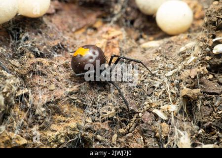 Redback Spider , Latrodectus hasselti , Chalakewadi maharashtra indien Stockfoto