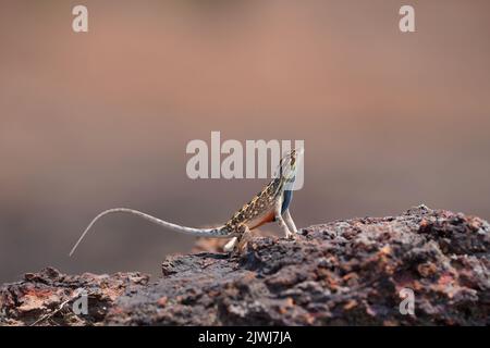 Sarada superba, die großartige große Fächerechse, Chalakewadi, Maharashtra, Indien Stockfoto