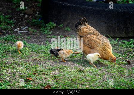 Haushuhn und ihre Küken-Brut durchstreifen das Dorf auf den Yasawa-Inseln, Fidschi Stockfoto