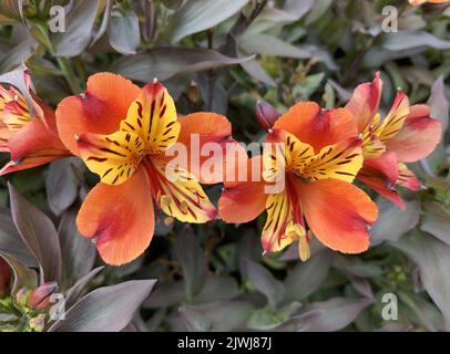 Nahaufnahme von Blumen die krautige Staude Alstroemeria Indian Summer im Spätsommer im Garten in Großbritannien gesehen. Stockfoto