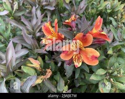 Nahaufnahme von Blumen die krautige Staude Alstroemeria Indian Summer im Spätsommer im Garten in Großbritannien gesehen. Stockfoto