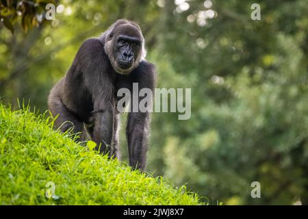 WESTERN-Flachland-Gorilla im Zoo Atlanta in der Nähe der Innenstadt von Atlanta, Georgia. (USA) Stockfoto