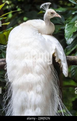 Wunderschöner weißer indischer Pfau (Pavo cristatus) im Zoo Atlanta in Atlanta, Georgia. (USA) Stockfoto