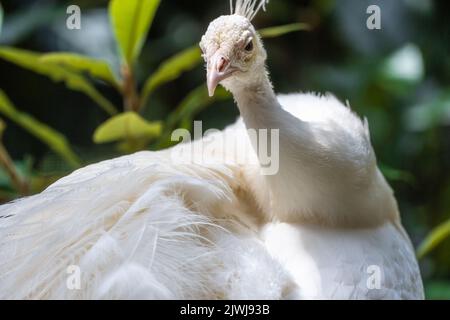 Wunderschöner weißer indischer Pfau (Pavo cristatus) im Zoo Atlanta in Atlanta, Georgia. (USA) Stockfoto