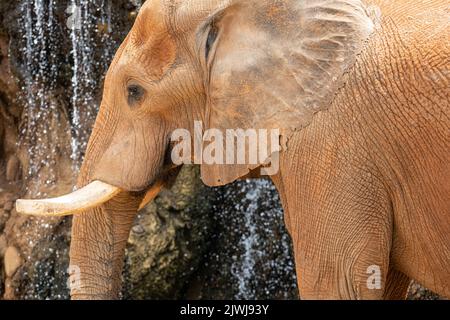 Afrikanischer Elefant (Loxodonta africana) neben einem Wasserfall im Habitat African Savanna im Zoo Atlanta in Atlanta, Georgia. (USA) Stockfoto