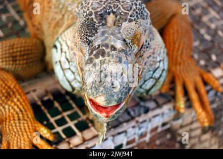 iguana-Kopf mit mehrfarbiger Skala in Nahaufnahme Stockfoto