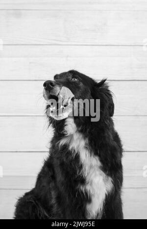 Porträt eines schwarzen Hundes an einer Holzwand Stockfoto