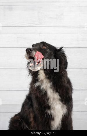 Porträt eines schwarzen Hundes an einer Holzwand Stockfoto