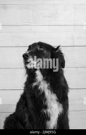 Porträt eines schwarzen Hundes an einer Holzwand Stockfoto
