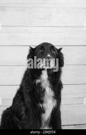 Porträt eines schwarzen Hundes an einer Holzwand Stockfoto