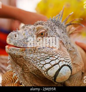 iguana-Echsenkopfporträt mit mehrfarbigem Maßstab in Nahaufnahme Stockfoto