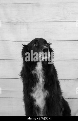 Porträt eines schwarzen Hundes an einer Holzwand Stockfoto