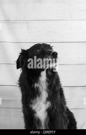 Porträt eines schwarzen Hundes an einer Holzwand Stockfoto