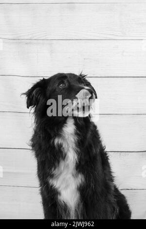 Porträt eines schwarzen Hundes an einer Holzwand Stockfoto