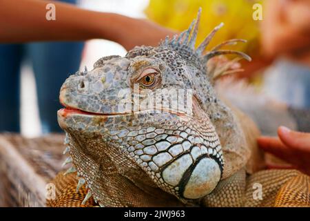 eidechskopf aus leguan mit mehrfarbiger Skala in Nahaufnahme Stockfoto