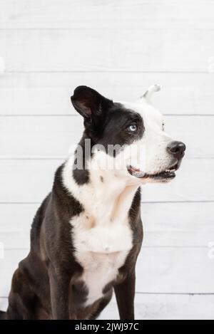 Porträt eines schwarz-weißen Hundes an einer Holzwand Stockfoto
