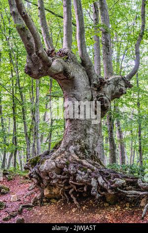 Kerzenbuche mit Wurzeln aus dem Boden aufgrund von Bodenerosion. Naturschutzgebiet Bosco di Sant'Antonio, Pescocostanzo, Provinz L'Aquila, Abruzzen Stockfoto