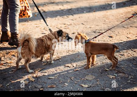 Herbstspaziergänge mit Hund. Niedliche Cocker Spaniel Welpe und andere Hund Treffen im Herbst Park Stockfoto