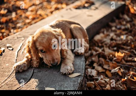 Saisonale Fütterung für Hunde im Herbst. Outddors Porträt von niedlichen Cocker Spaniel Welpen im Herbst Park Stockfoto